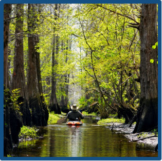 Kayaking Wadboo Creek a swamp tour and marsh tour in one nature tour