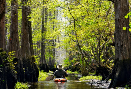 Kayaking Wadboo Creek a swamp tour and marsh tour in one nature tour