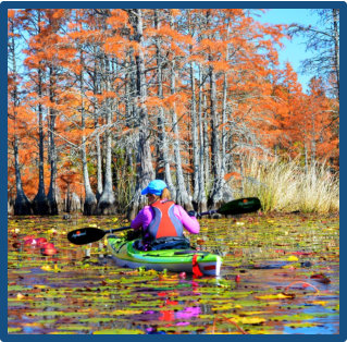 Kayak Lake Moultrie on swamp and nature tour for amazing wildlife viewing